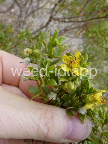 creosotebush